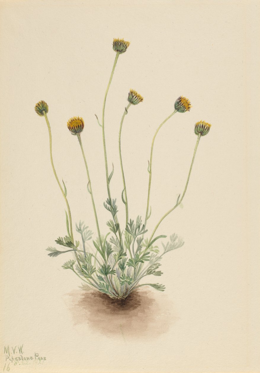 Gesneden bladvlooienkruid Erigeron compositus nudus door Mary Vaux Walcott