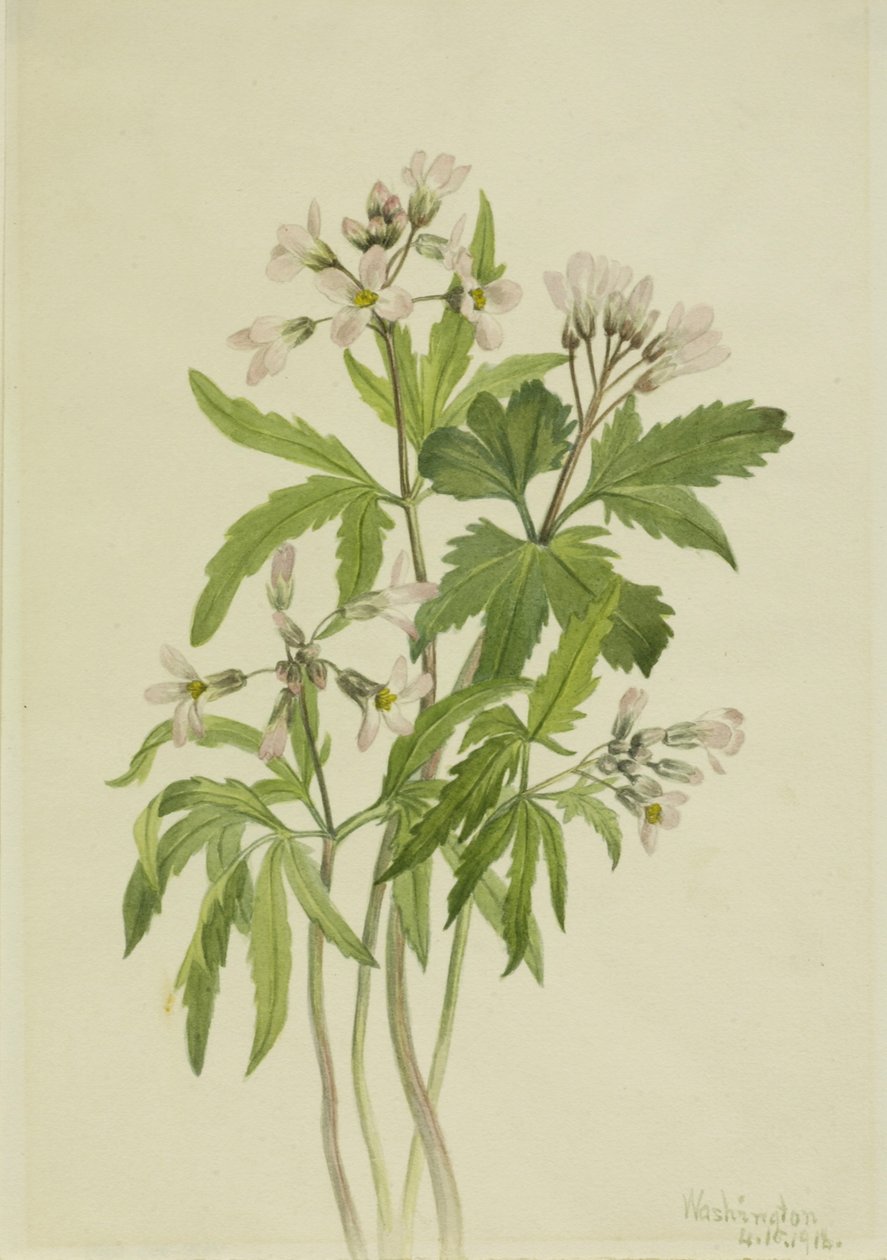 Dotterbloem (Dentaria laciniata) door Mary Vaux Walcott