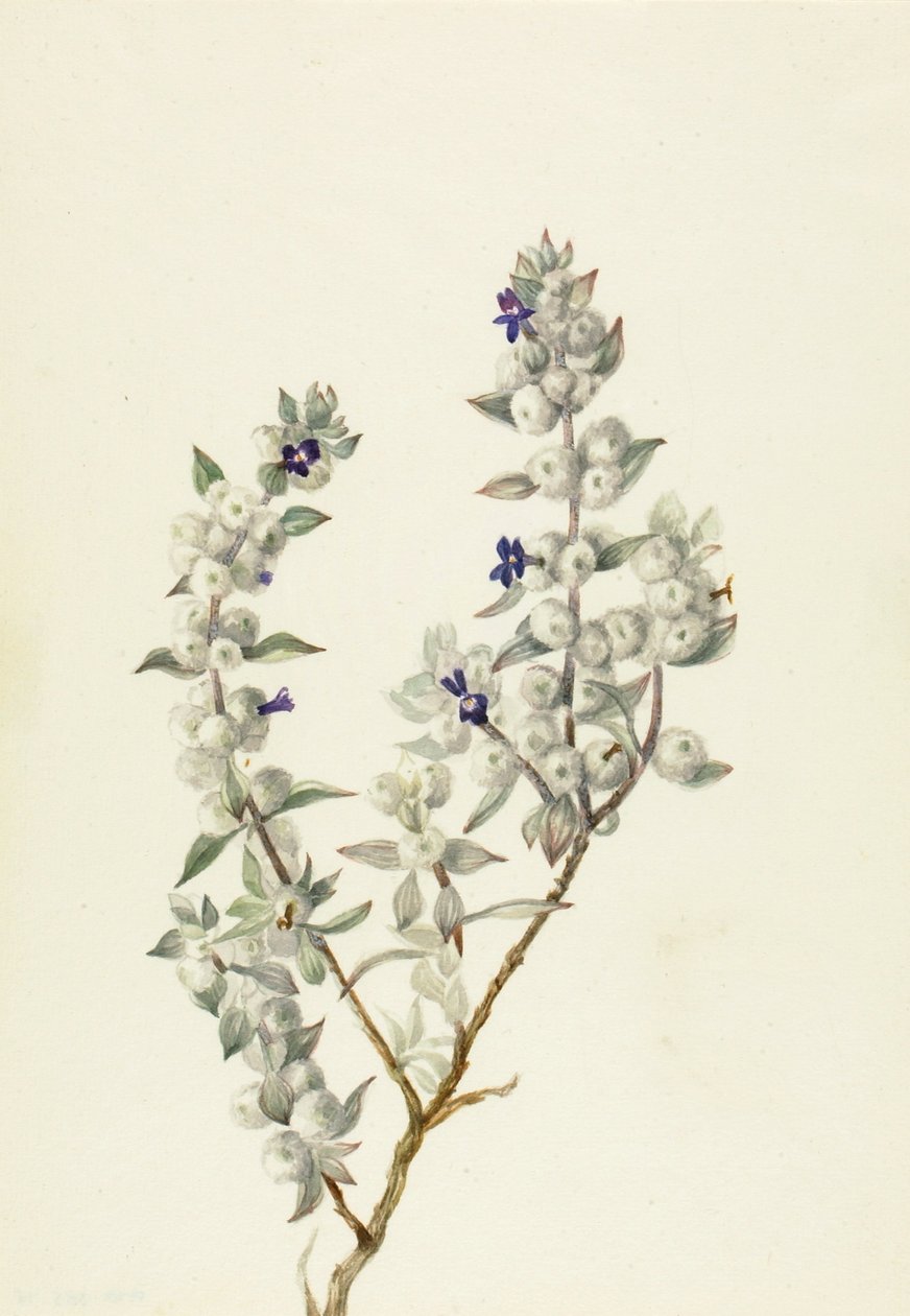 Dodentallei salie (Salvia funerea) door Mary Vaux Walcott