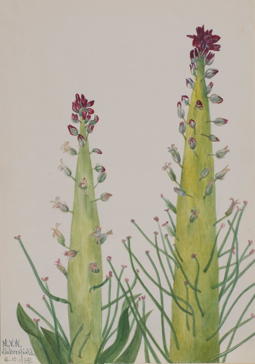 Woestijnkaars (Caulanthus inflatus) door Mary Vaux Walcott
