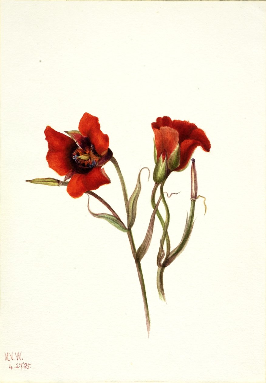 Woestijn mariposa (Calochortus kennedyi) door Mary Vaux Walcott