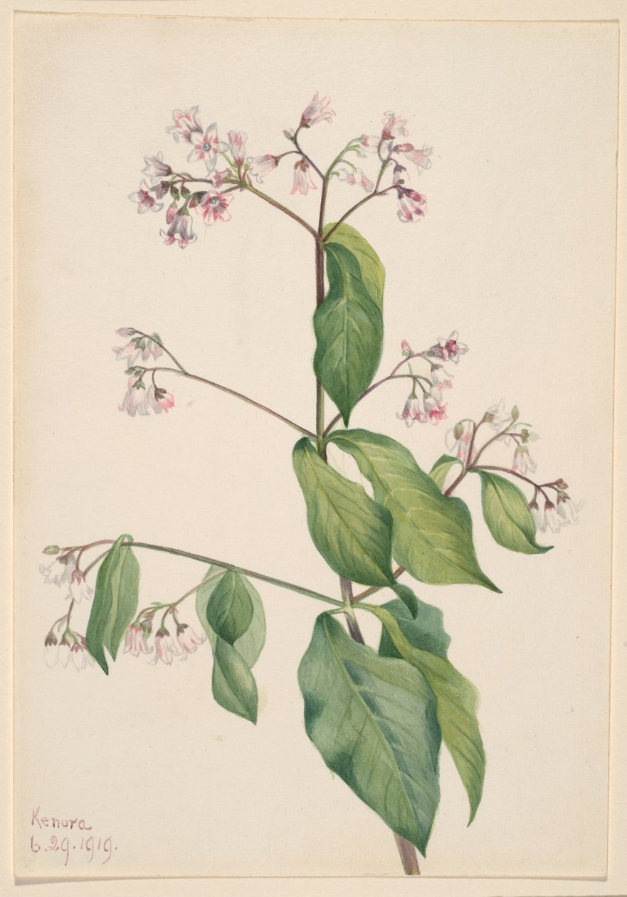 Hondsdraf (Apocyum androsaemfolium) door Mary Vaux Walcott