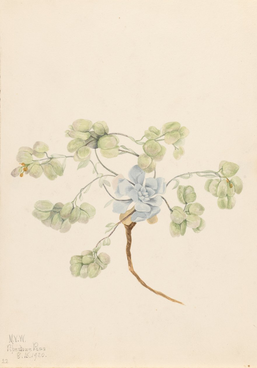 Dubbele Blaasjeskruid Physaria didymocarpa, 1920 door Mary Vaux Walcott