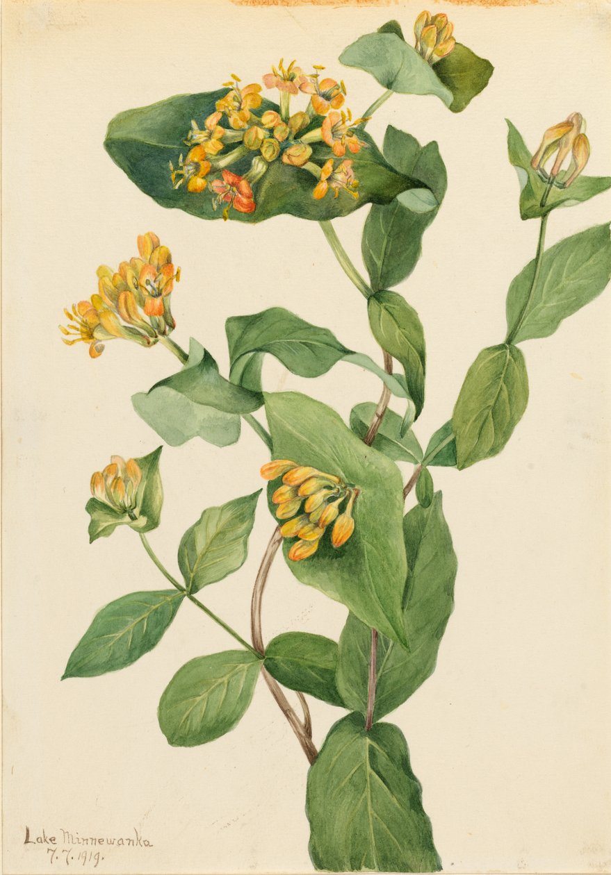 Douglas kamperfoelie (Lonicera glaucescens) door Mary Vaux Walcott