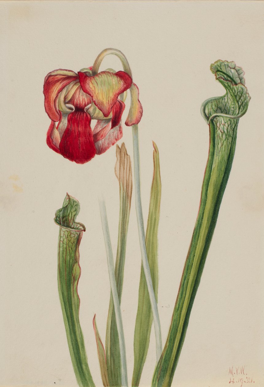 Trommelstokplant (Sarracenia drummondii) door Mary Vaux Walcott