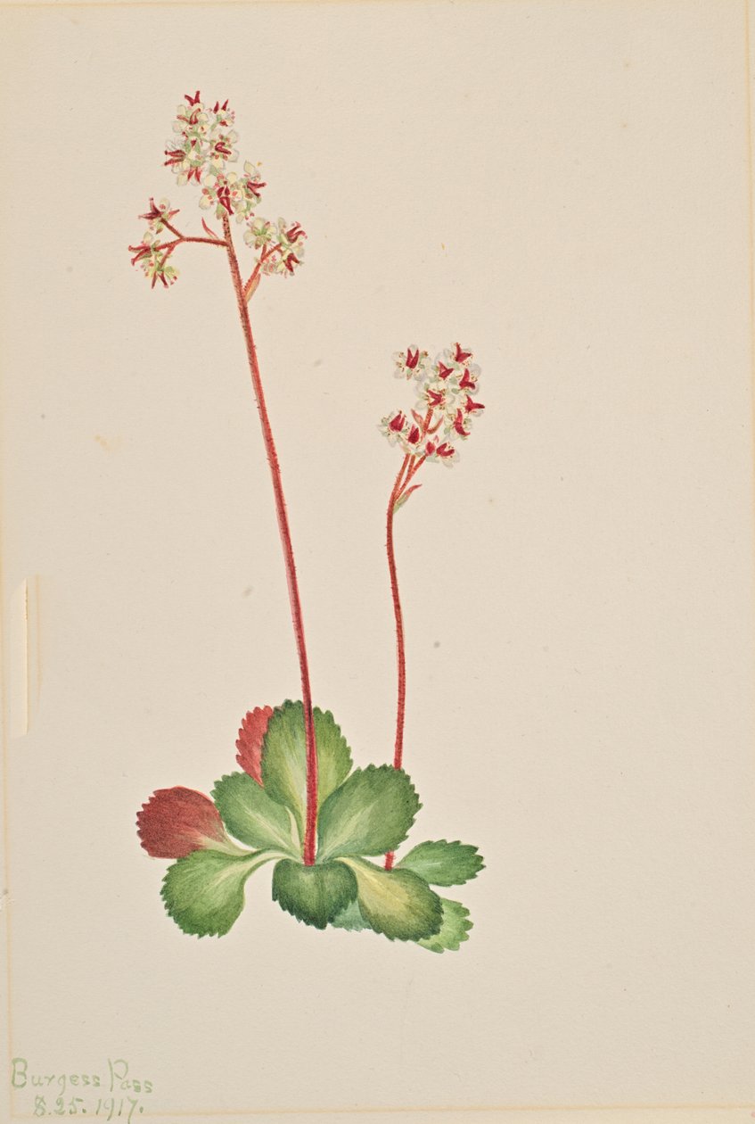 Altijdgroene Saxifrage Leptarrhena pyrolifolia, 1917 door Mary Vaux Walcott