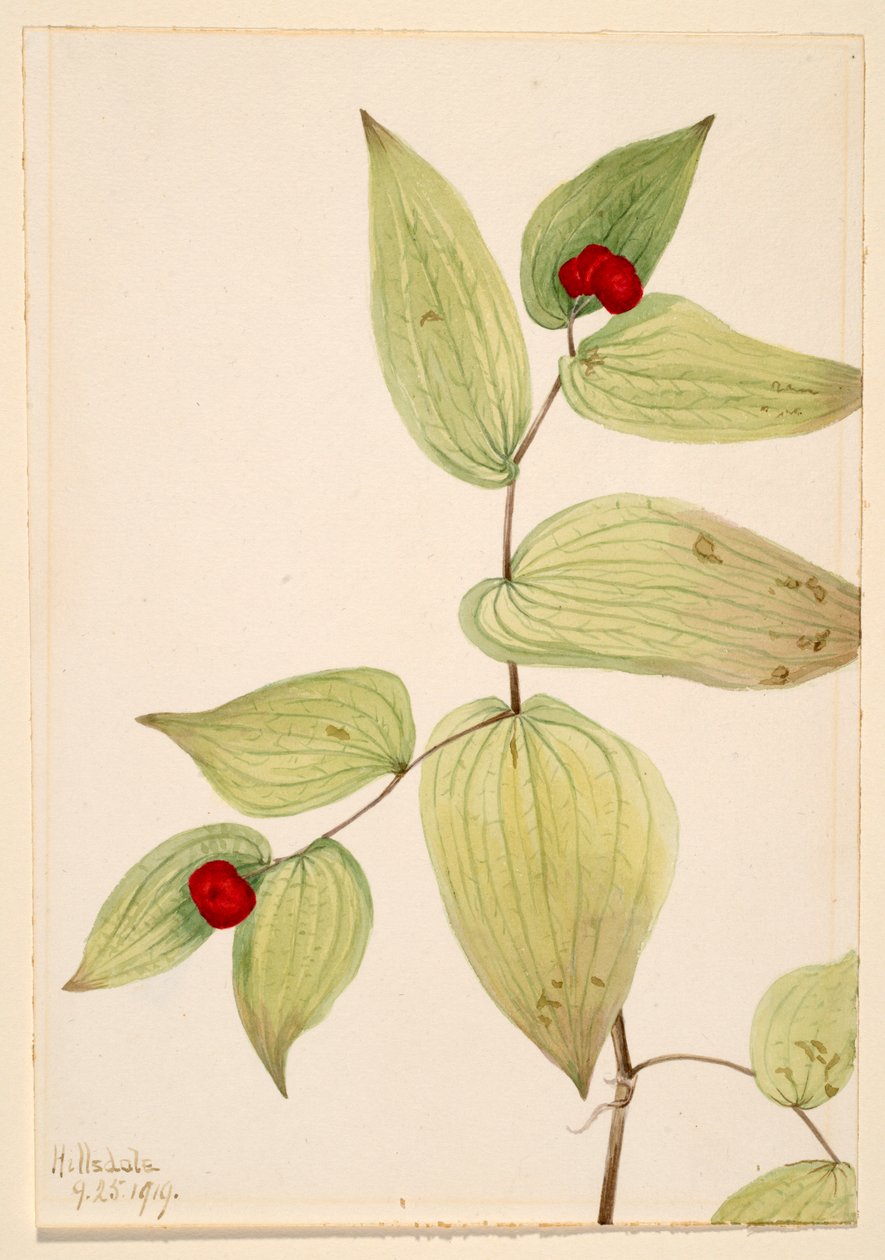 Elfenklokjes (Disporum trachycarpum) door Mary Vaux Walcott