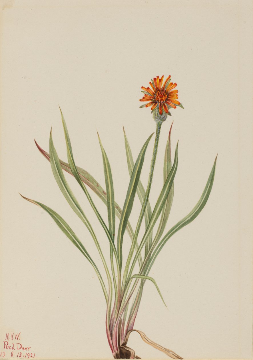 Valse Paardenbloem Agoseris aurantiaca, 1921 door Mary Vaux Walcott