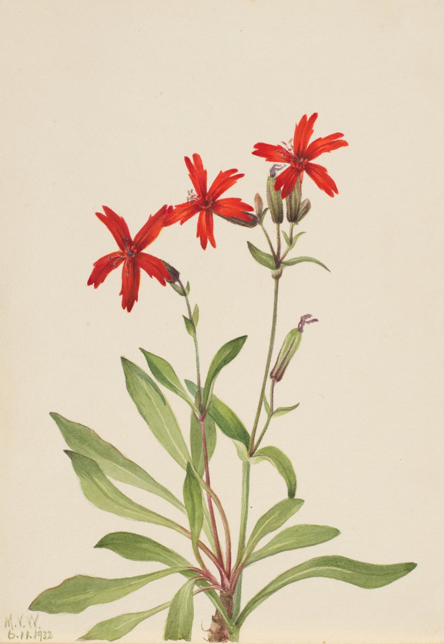 Vuurroze (Silene Virginica) door Mary Vaux Walcott