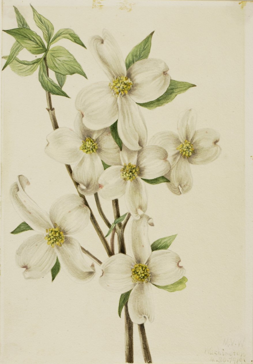 Bloeiende kornoelje (Cornus florida) door Mary Vaux Walcott