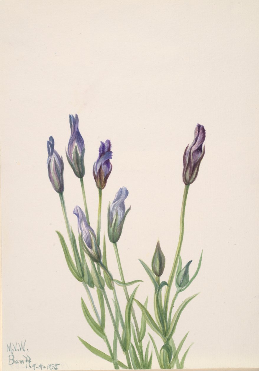 Gentiaan (Gentiana macounii) door Mary Vaux Walcott