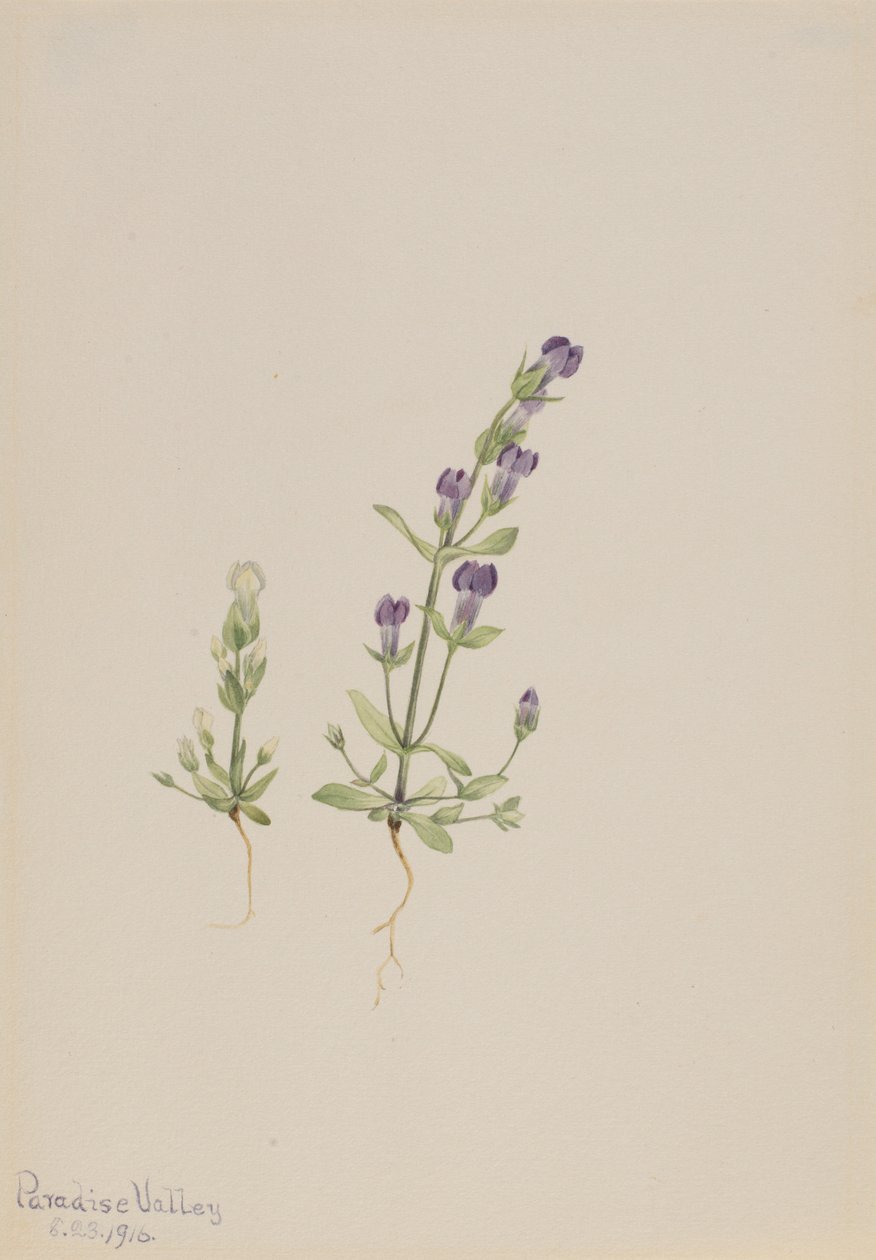 Gentiana propingua door Mary Vaux Walcott