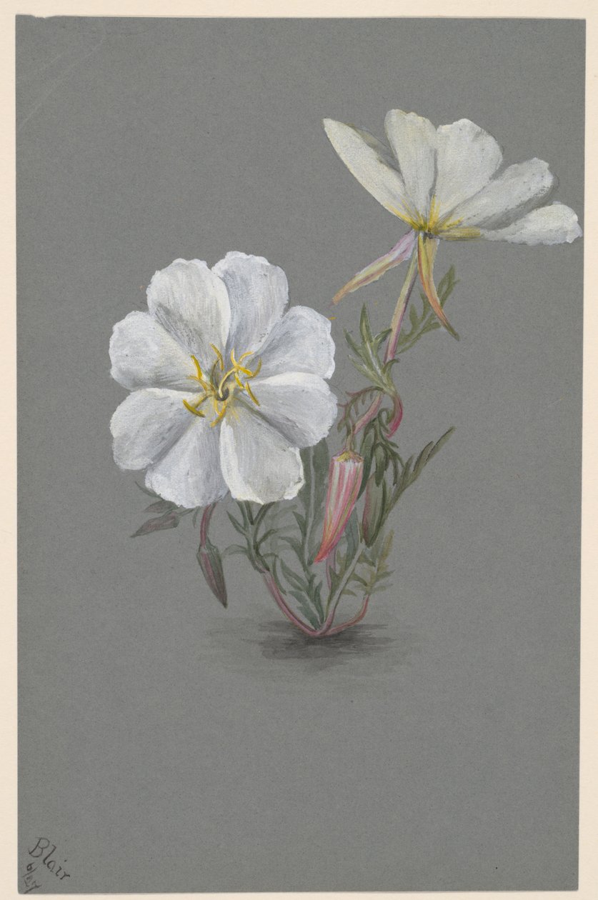 Reuzen Helleborine Epipactia gigantea, ca. 1880 door Mary Vaux Walcott