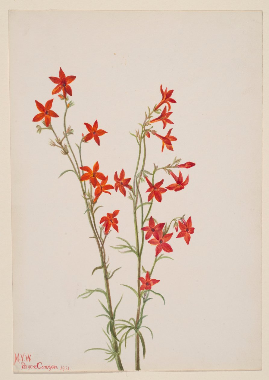 Gilia arizonica door Mary Vaux Walcott