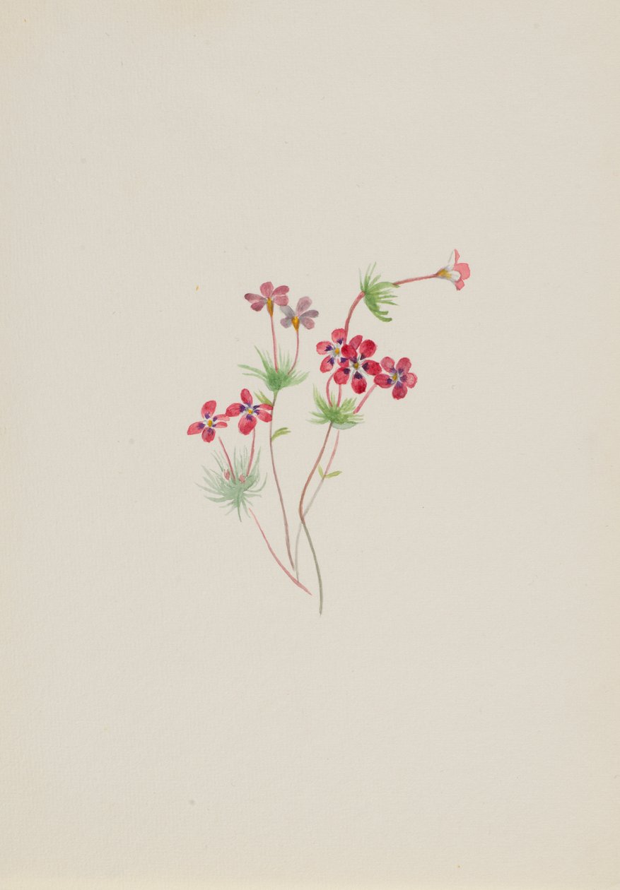 Gilia linanthus parviflorus door Mary Vaux Walcott