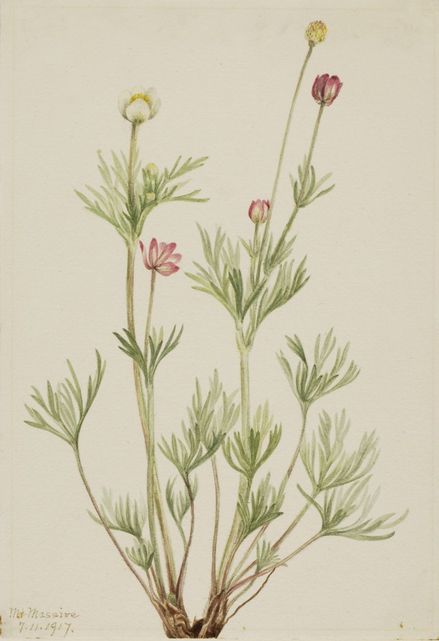 Bolanemoon (Anemone globosa) door Mary Vaux Walcott