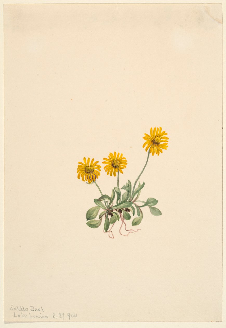 Goudvlo (Erigeron aureus) door Mary Vaux Walcott
