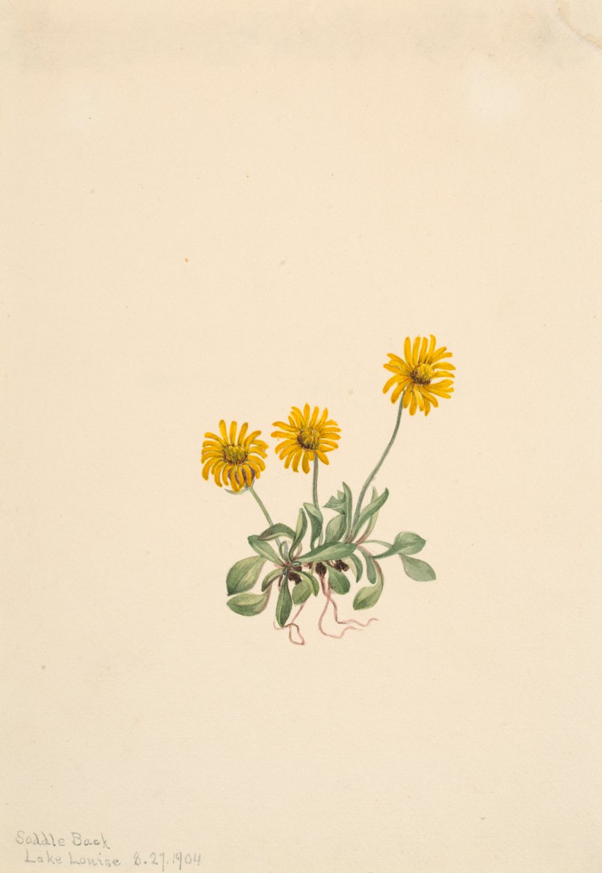 Gouden Vloekruid Erigeron aureus, 1904 door Mary Vaux Walcott