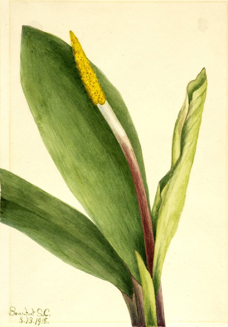 Goudsbloem (Orontium aquaticum) door Mary Vaux Walcott