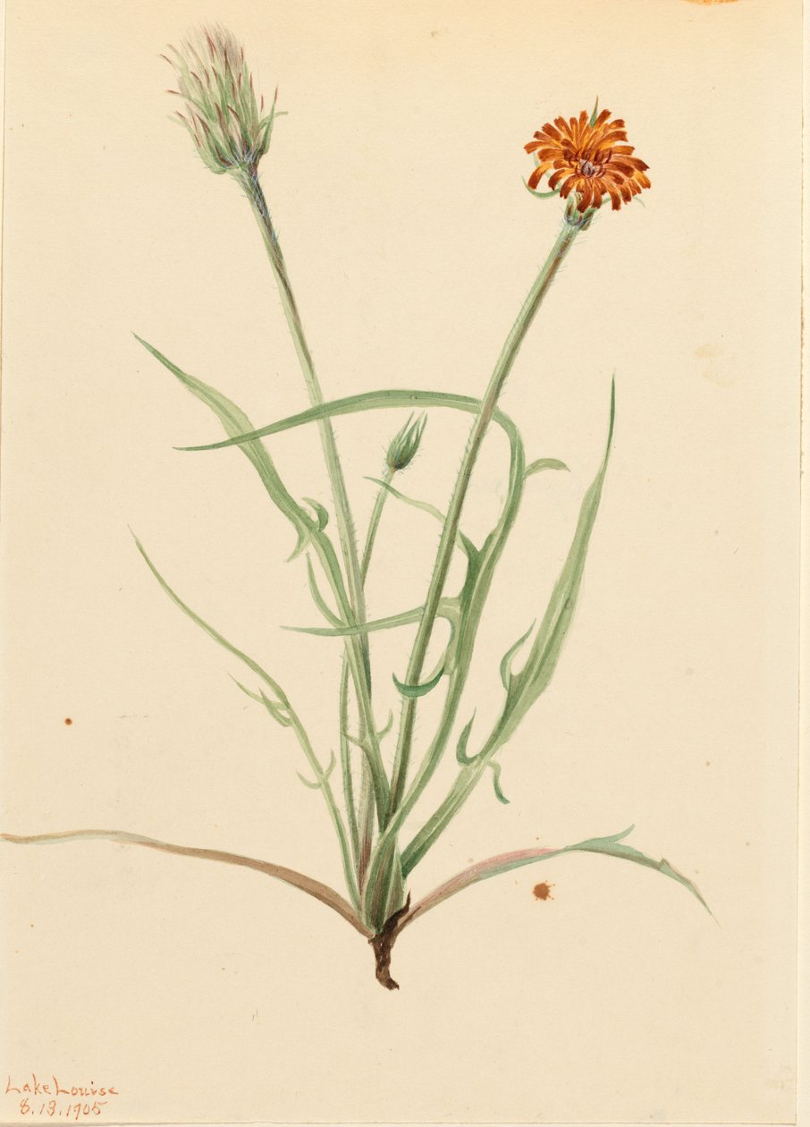 Agoseris grasblad (Agoseris graminifolia) door Mary Vaux Walcott