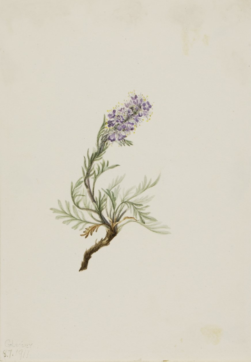 Grauwe Phacelia (Phacelia sericea) door Mary Vaux Walcott