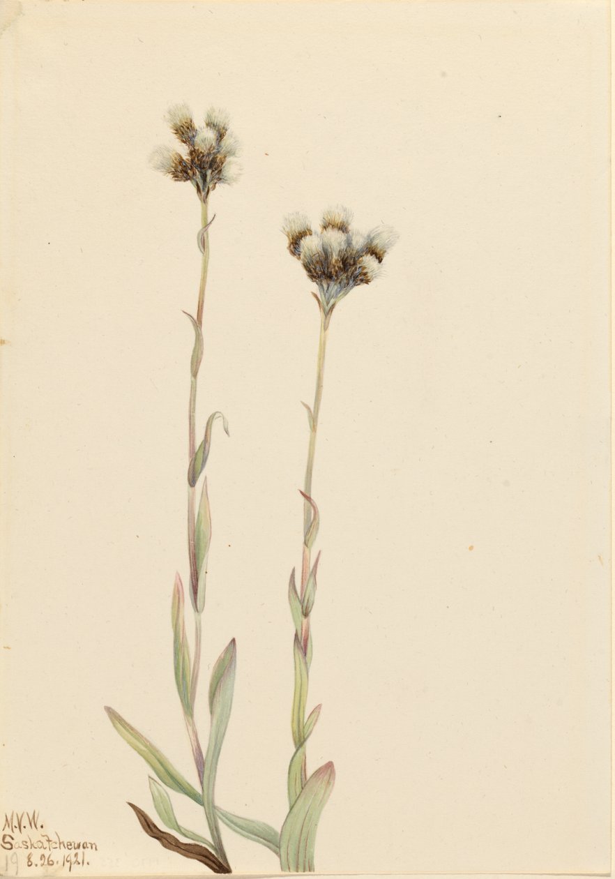 Grijze stekelvaren (Antennaria howellii) door Mary Vaux Walcott