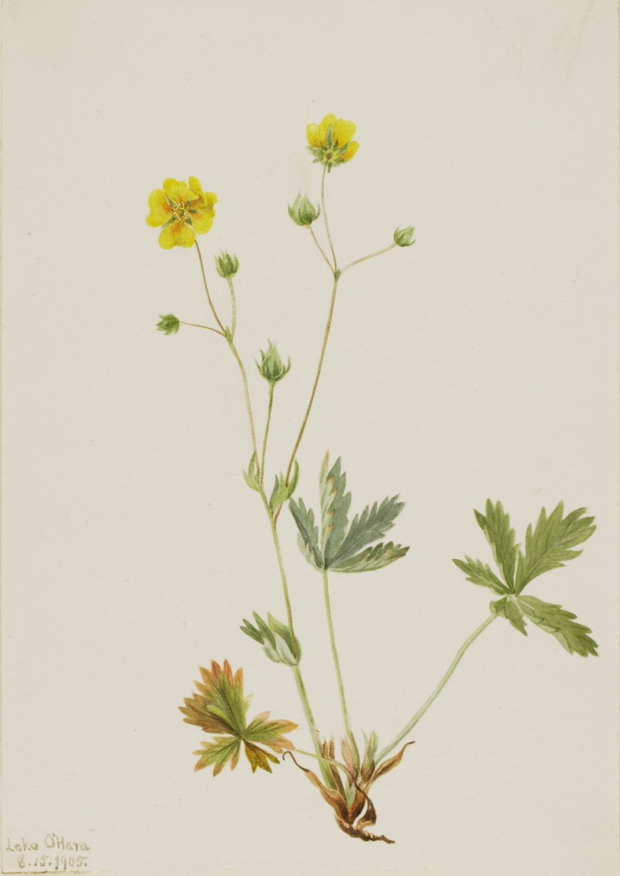 Grauwe klauwier (Potentilla glaucophylla) door Mary Vaux Walcott
