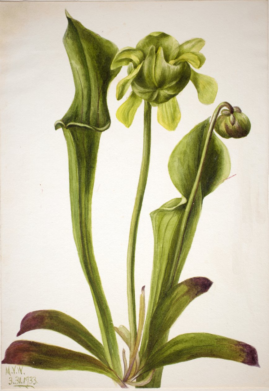 Groene Bekerplant Sarracenia orephila, 1933 door Mary Vaux Walcott