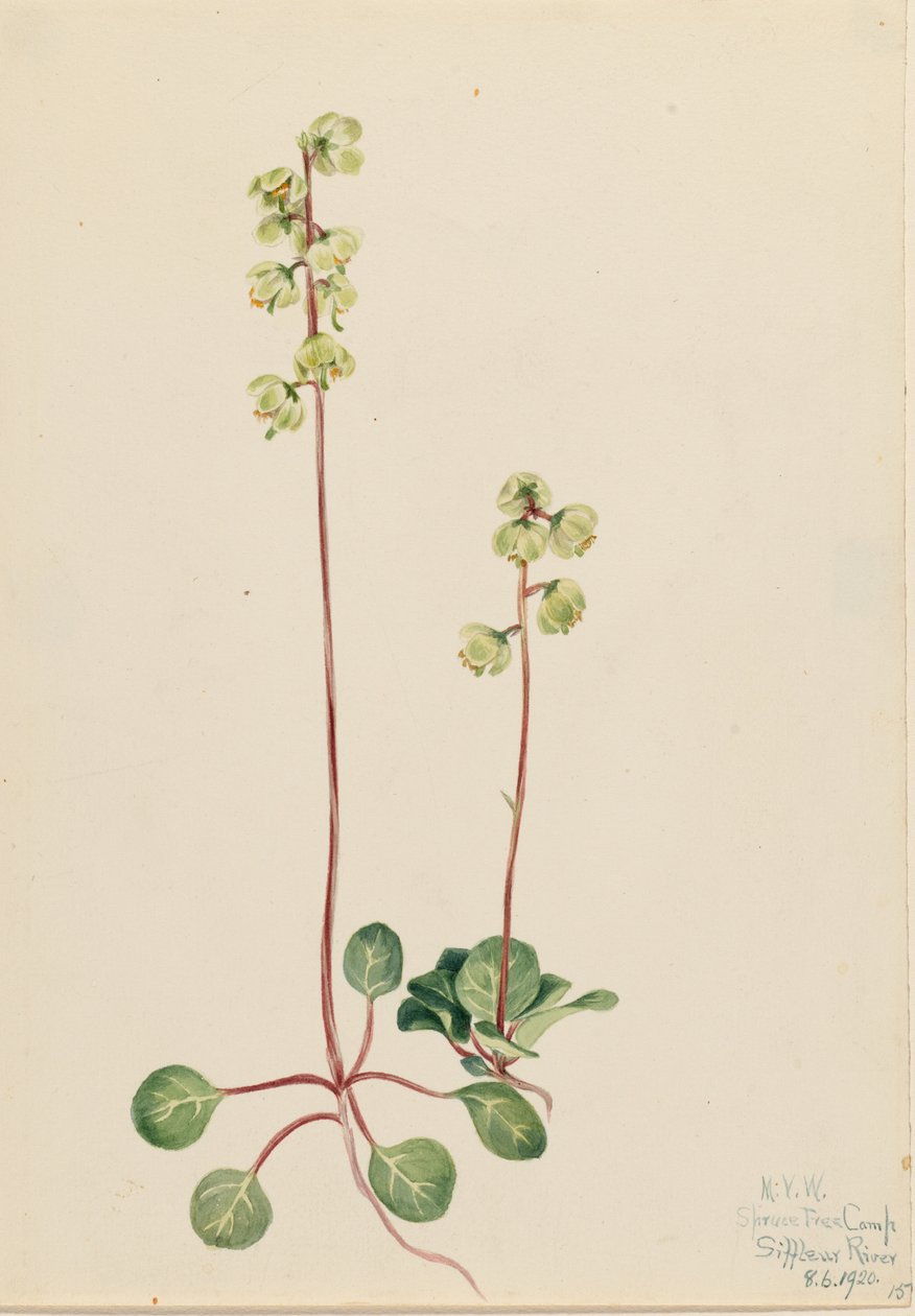 Groene Pyrola (Pyrola chlorantha) door Mary Vaux Walcott