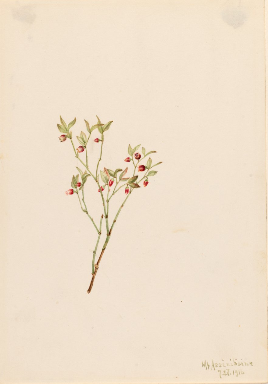 Grouse Whortleberry Vaccinum scoparium, 1916 door Mary Vaux Walcott