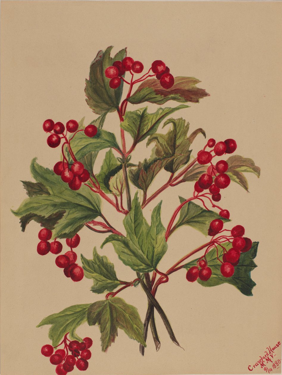 Grouseberry Viburnum americanum, 1880 door Mary Vaux Walcott