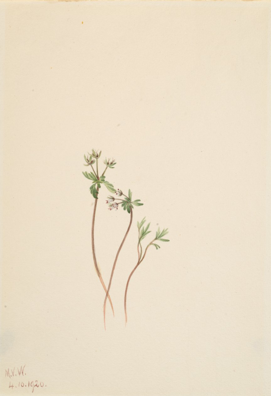 Voorbode van de Lente Erigenia bulbosa, 1920 door Mary Vaux Walcott