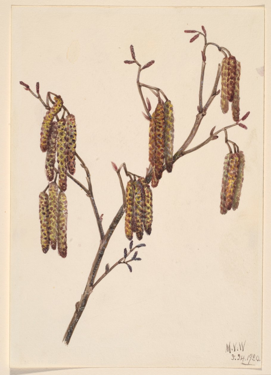 Hazel els (Alnus regosa) door Mary Vaux Walcott