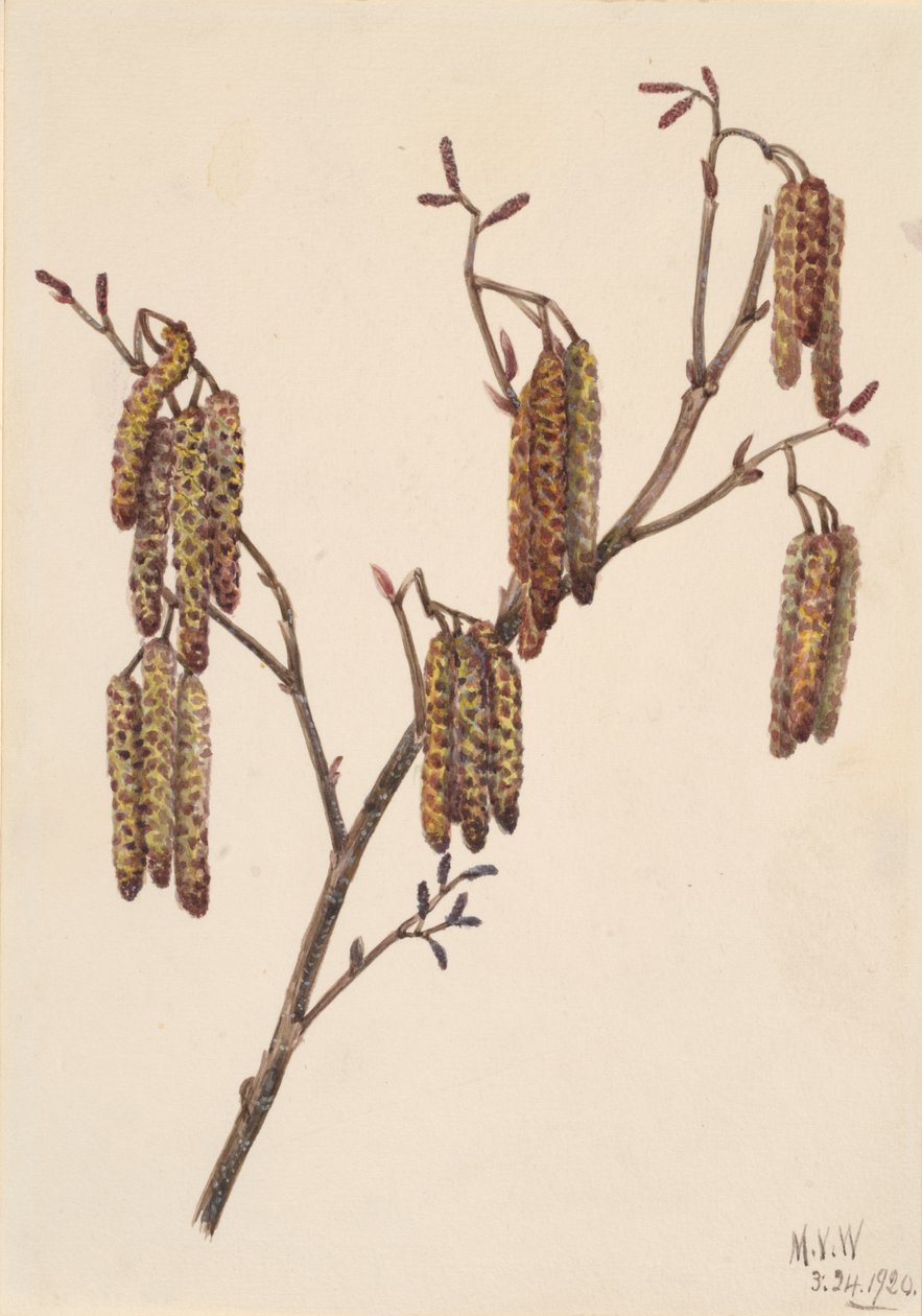 Hazelaar Alnus regosa door Mary Vaux Walcott