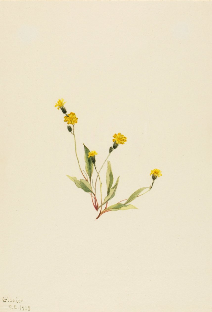 Heieracium gracile door Mary Vaux Walcott