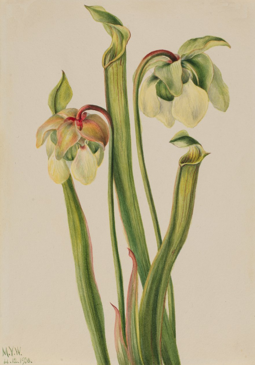 Hybride Bekerplant Sarracenia minor, 1930 door Mary Vaux Walcott