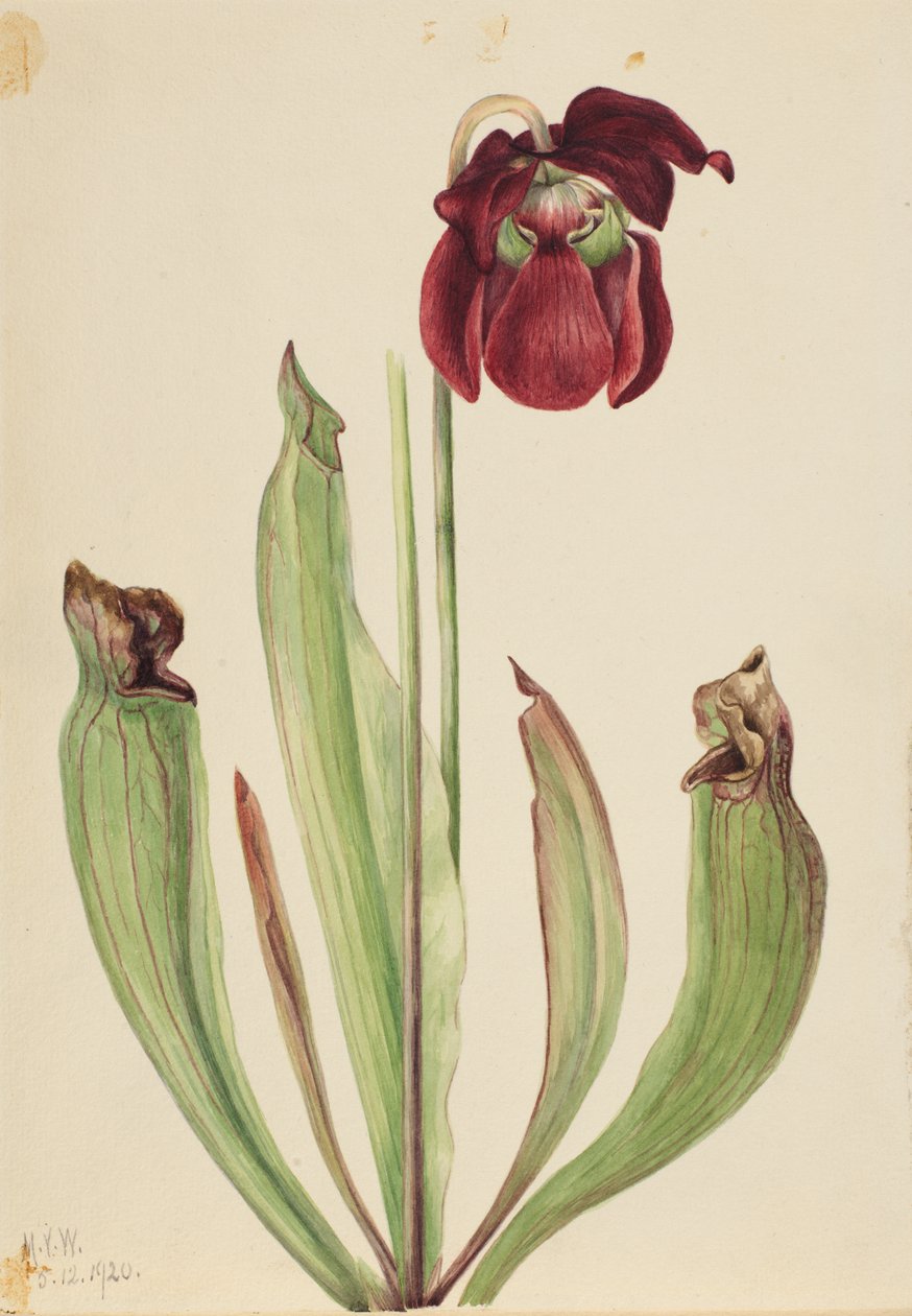 Hybride bekerplant Sarracenia rubra xs purpurea venosa, 1920 door Mary Vaux Walcott