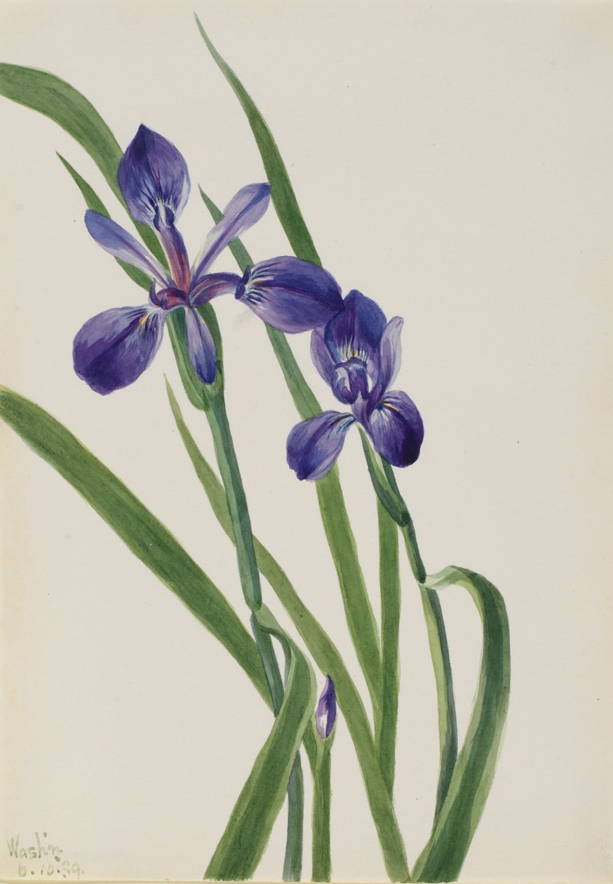 Iris Iris soorten, 1939 door Mary Vaux Walcott