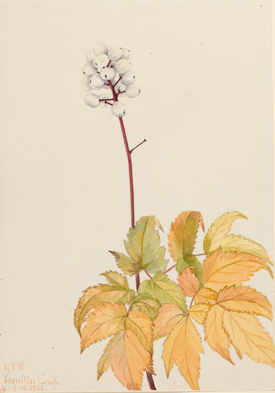 Ivory Baneberry Actaea arguta door Mary Vaux Walcott