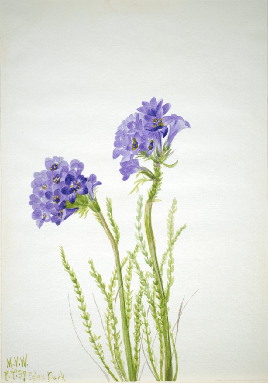 Jacobs Ladder Polemonium viscosum, 1937 door Mary Vaux Walcott