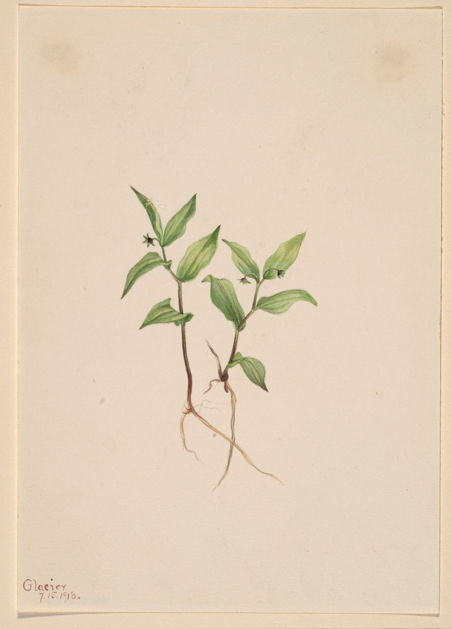 Kruhsea (Kruhsea streptopoides) door Mary Vaux Walcott