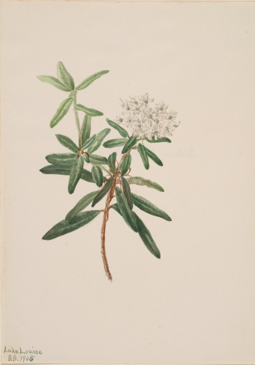 Labrador Tea (Ledum groenlandicum) door Mary Vaux Walcott