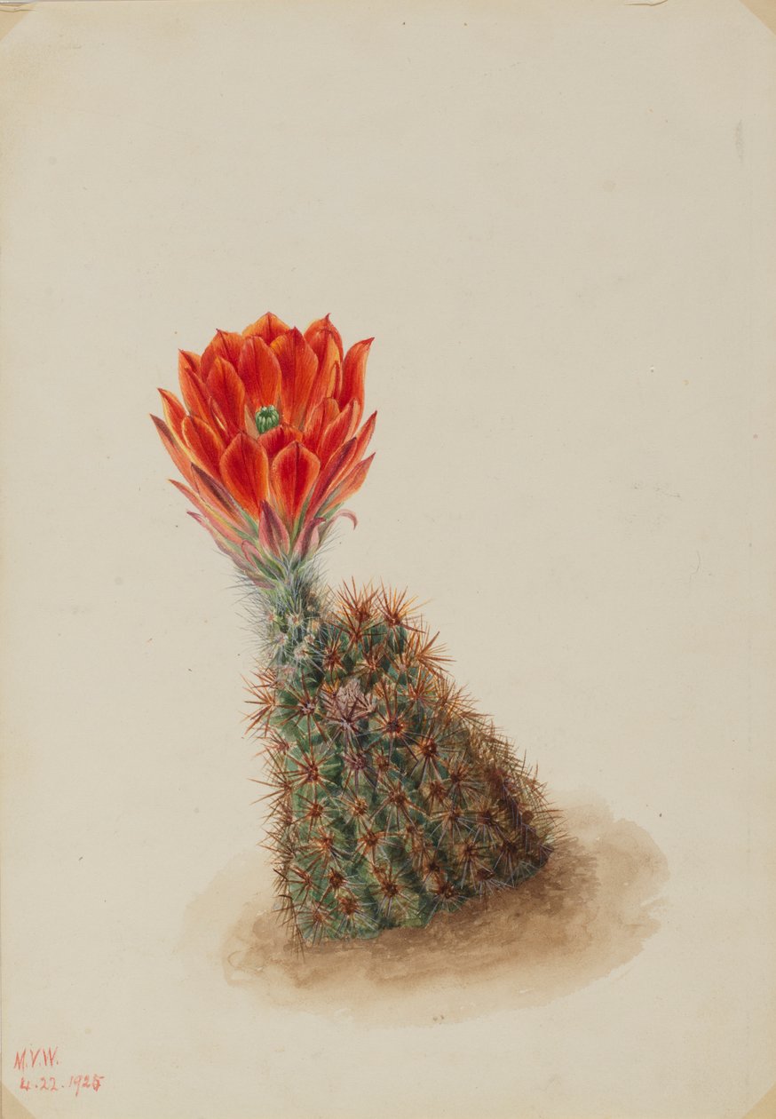 Lloyds Aardbeicactus (Echinocereus lloydii) door Mary Vaux Walcott