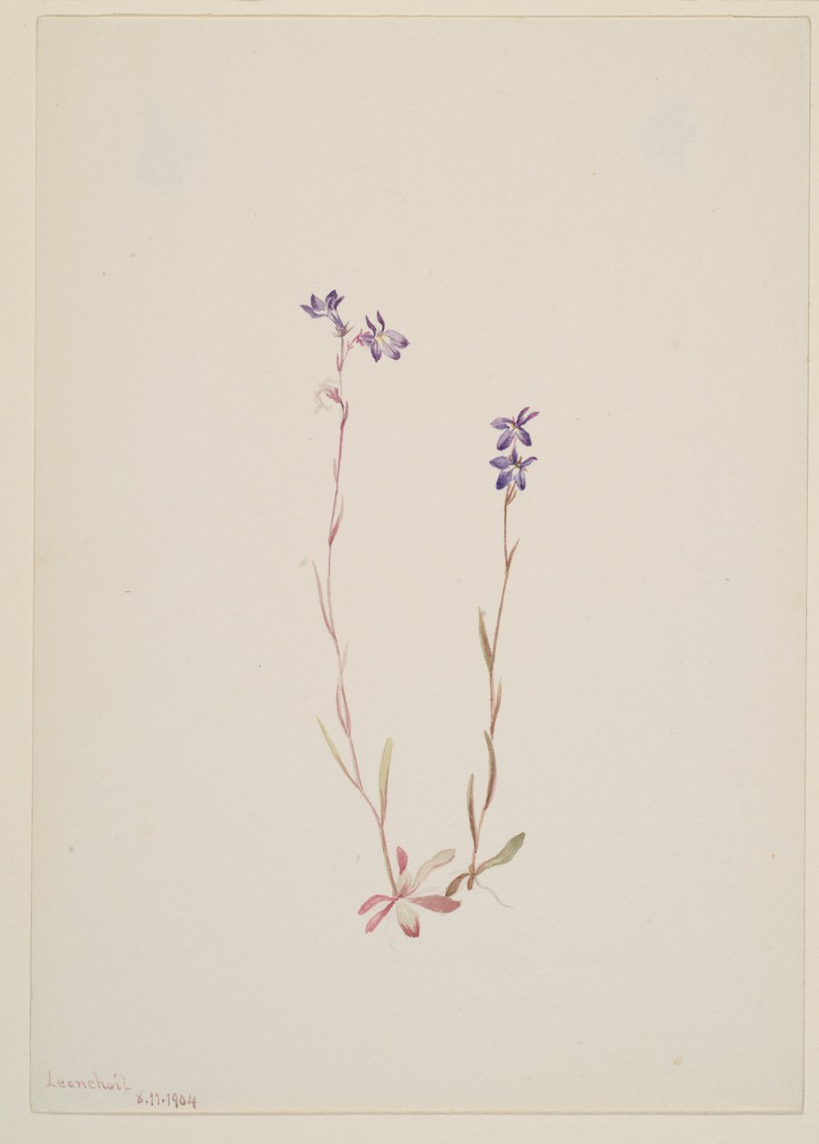 Lobelia Kalmii door Mary Vaux Walcott