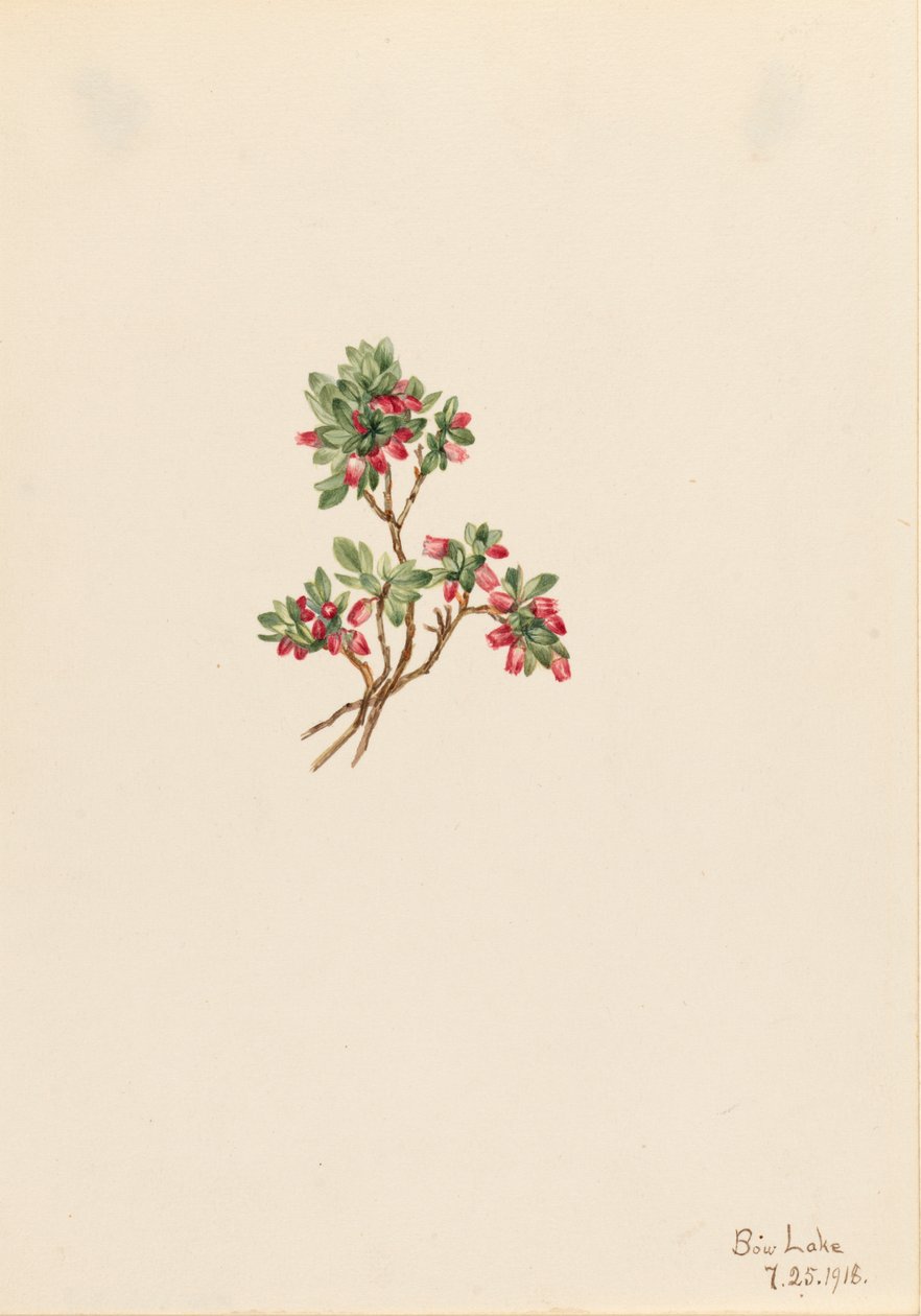 Lage Bosbes Vaccinium caespitosum, 1918 door Mary Vaux Walcott