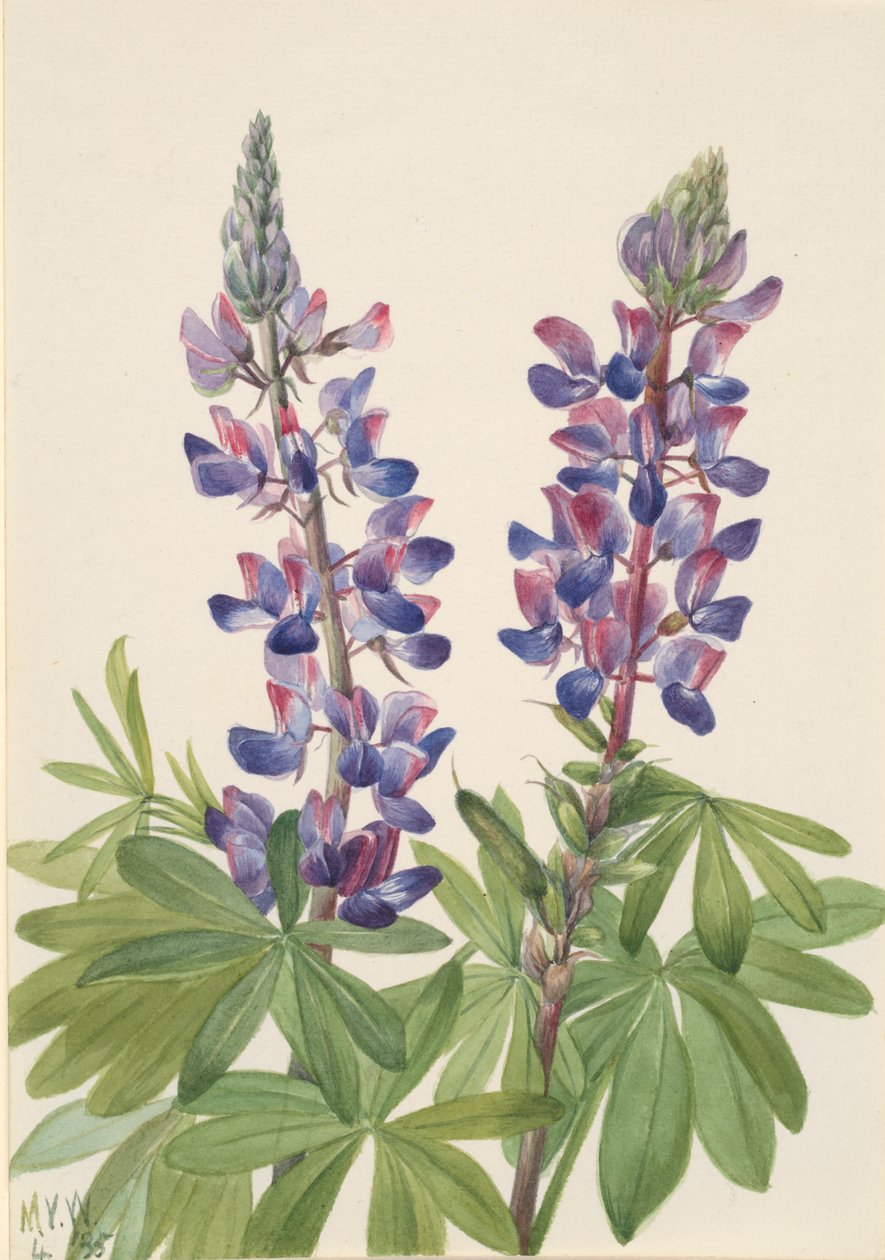 Lupine Lupinus fornosus, 1935 door Mary Vaux Walcott