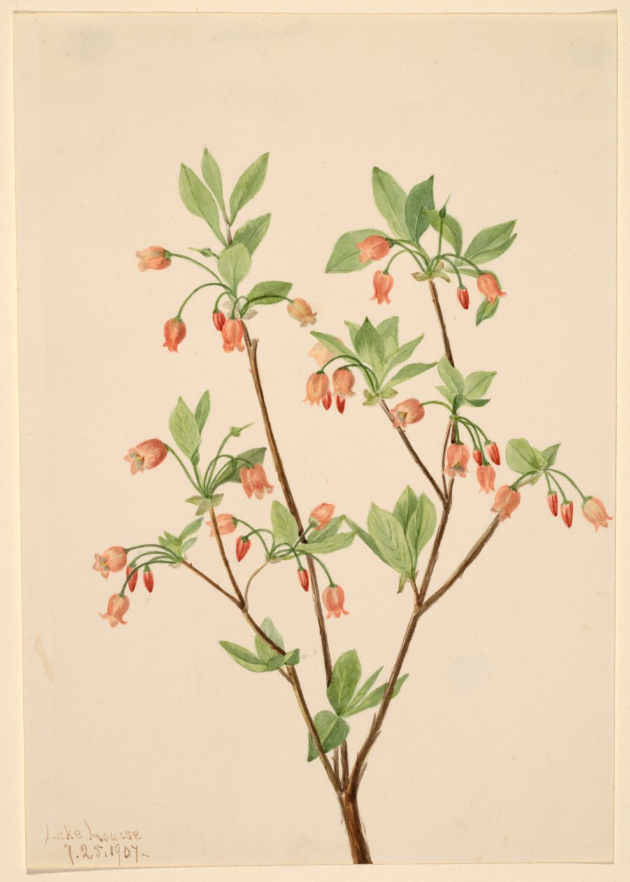 Menziesea Menziesea glabella door Mary Vaux Walcott