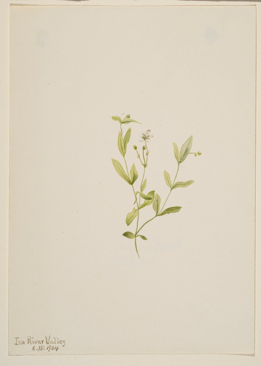 Moehringia laberiflora door Mary Vaux Walcott