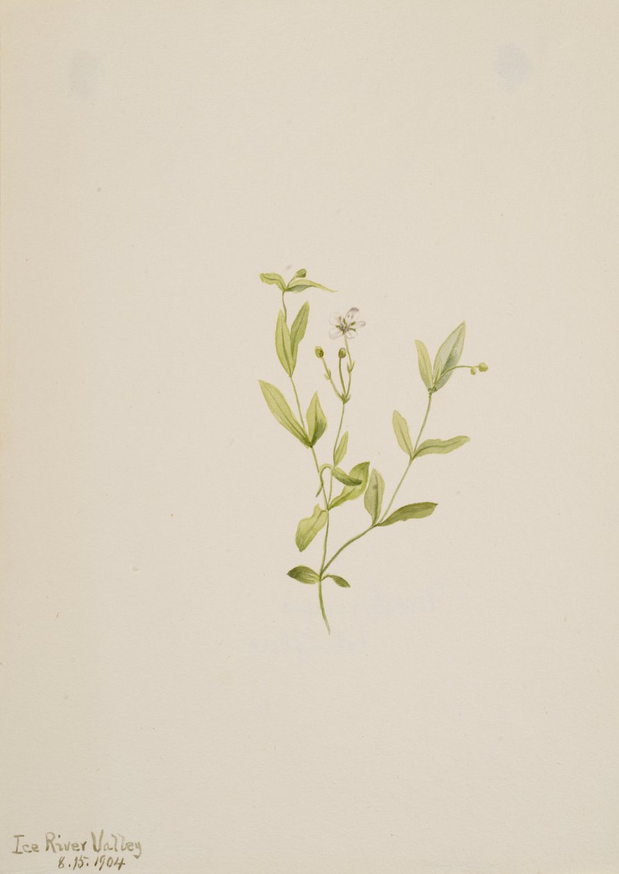 Moehringia laberiflora, 1904 door Mary Vaux Walcott