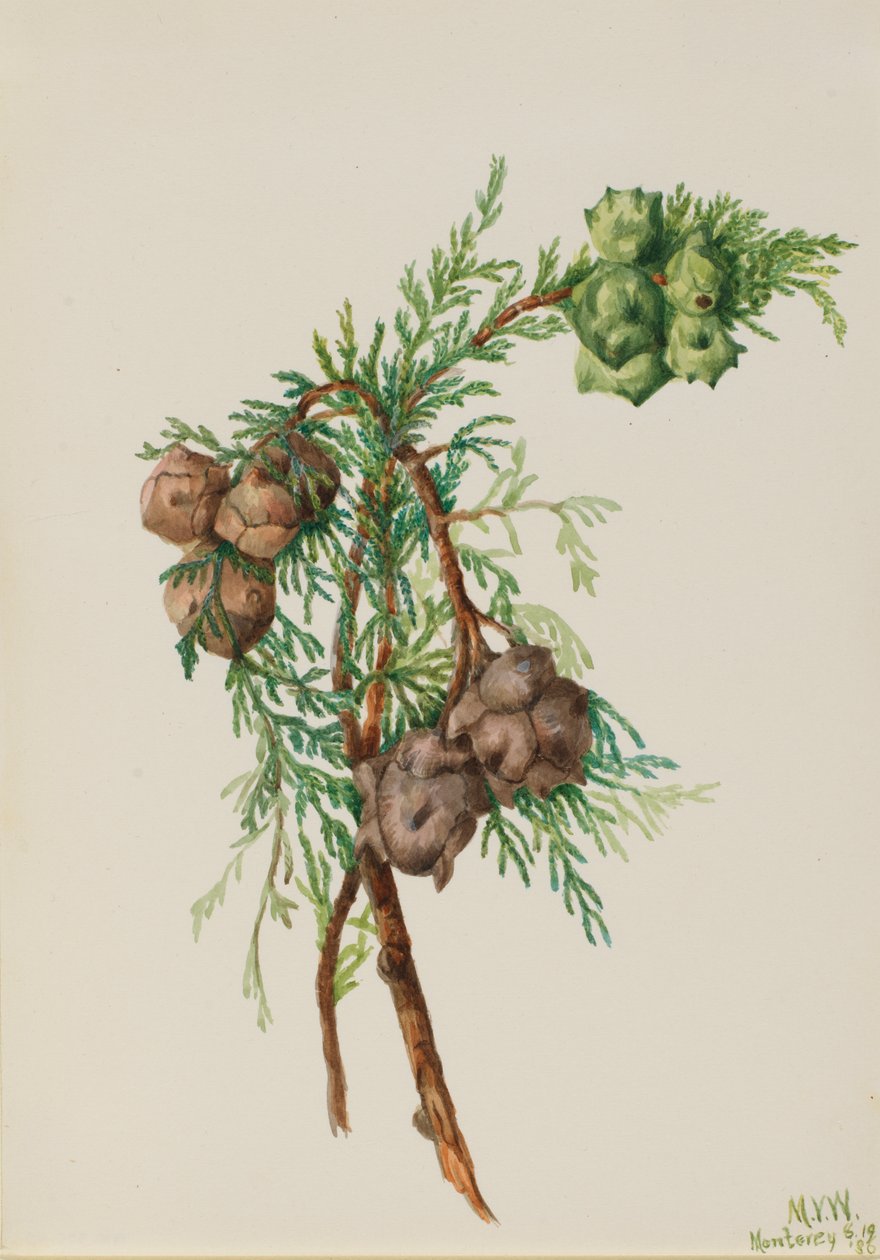 Monterey Cypress Cupressus macrocarpa, 1936 door Mary Vaux Walcott